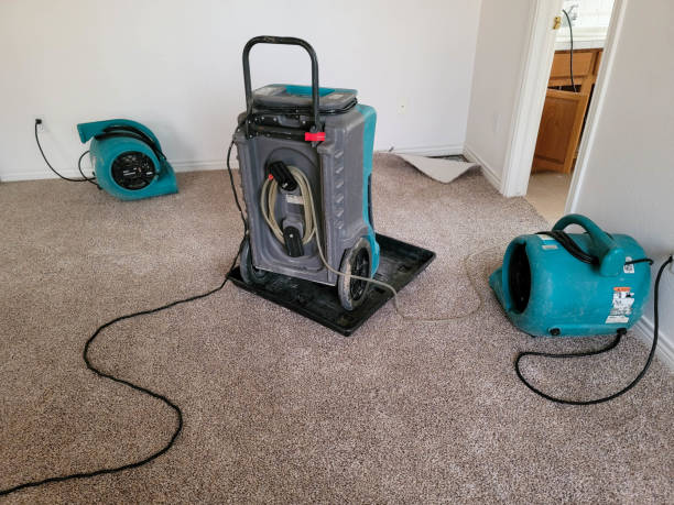 Best Water damage cleanup near me  in Palmview South, TX