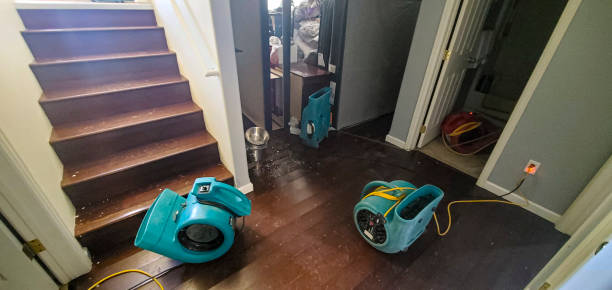 Best Carpet water damage restoration  in Palmview South, TX