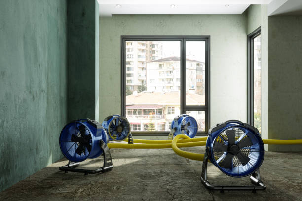 Best Carpet water damage restoration  in Palmview South, TX